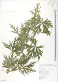 中文名:蔓烏頭(S087522)學名:Aconitum fukutomei Hayata var. formosanum (Tamura) Yang & Huang(S087522)