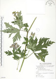 中文名:蔓烏頭(S088240)學名:Aconitum fukutomei Hayata var. formosanum (Tamura) Yang & Huang(S088240)