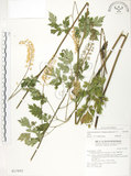 中文名:單穗升麻(S017893)學名:Actaea taiwanensis J. Compton, Hedd. & T. Y. Yang(S017893)