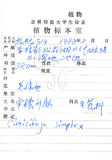 中文名:單穗升麻(S026288)學名:Cimicifuga simplex (DC.) Wormsk. ex Turcz.(S026288)