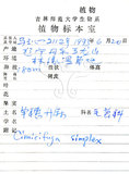 中文名:昇麻(S026742)學名:Cimicifuga simplex Wormsk. ex DC.(S026742)