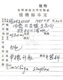 中文名:單穗升麻(S027708)學名:Cimicifuga simplex (DC.) Wormsk. ex Turcz.(S027708)