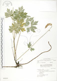中文名:單穗升麻(S028259)學名:Actaea taiwanensis J. Compton, Hedd. & T. Y. Yang(S028259)