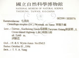 中文名:單穗升麻(S028576)學名:Actaea taiwanensis J. Compton, Hedd. & T. Y. Yang(S028576)