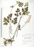 中文名:單穗升麻(S028576)學名:Actaea taiwanensis J. Compton, Hedd. & T. Y. Yang(S028576)