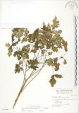中文名:單穗升麻(S039980)學名:Actaea taiwanensis J. Compton, Hedd. & T. Y. Yang(S039980)