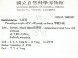 中文名:單穗升麻(S039995)學名:Actaea taiwanensis J. Compton, Hedd. & T. Y. Yang(S039995)