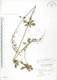 中文名:單穗升麻(S039995)學名:Actaea taiwanensis J. Compton, Hedd. & T. Y. Yang(S039995)