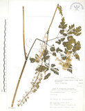 中文名:單穗升麻(S073435)學名:Actaea taiwanensis J. Compton, Hedd. & T. Y. Yang(S073435)