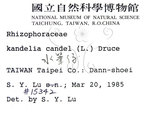 中文名:水筆仔(S000376)學名:Kandelia obovata Sheue, Liu & Yomg(S000376)