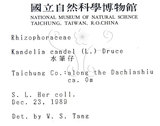 中文名:水筆仔(S000833)學名:Kandelia obovata Sheue, Liu & Yomg(S000833)