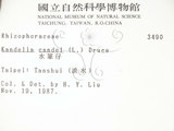 中文名:水筆仔(S002607)學名:Kandelia obovata Sheue, Liu & Yomg(S002607)