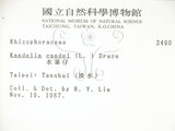 中文名:水筆仔(S002608)學名:Kandelia obovata Sheue, Liu & Yomg(S002608)