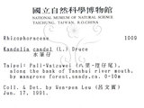 中文名:水筆仔(S003096)學名:Kandelia obovata Sheue, Liu & Yomg(S003096)