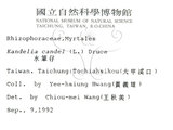 中文名:水筆仔(S008677)學名:Kandelia obovata Sheue, Liu & Yomg(S008677)