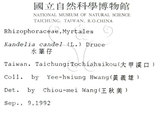 中文名:水筆仔(S008678)學名:Kandelia obovata Sheue, Liu & Yomg(S008678)