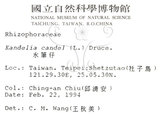 中文名:水筆仔(S013543)學名:Kandelia obovata Sheue, Liu & Yomg(S013543)