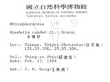 中文名:水筆仔(S013544)學名:Kandelia obovata Sheue, Liu & Yomg(S013544)