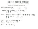 中文名:水筆仔(S015789)學名:Kandelia obovata Sheue, Liu & Yomg(S015789)