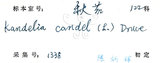 中文名:水筆仔(S028854)學名:Kandelia obovata Sheue, Liu & Yomg(S028854)