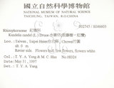 中文名:水筆仔(S046605)學名:Kandelia obovata Sheue, Liu & Yomg(S046605)