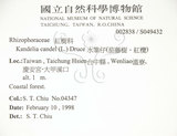 中文名:水筆仔(S049432)學名:Kandelia obovata Sheue, Liu & Yomg(S049432)