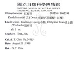 中文名:水筆仔(S062399)學名:Kandelia obovata Sheue, Liu & Yomg(S062399)