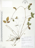 中文名:蛇莓(S014959)學名:Duchesnea indica (Andr.) Focke(S014959)