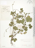 中文名:蛇莓(S020340)學名:Duchesnea indica (Andr.) Focke(S020340)