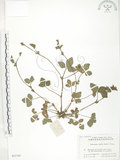 中文名:蛇莓(S021163)學名:Duchesnea indica (Andr.) Focke(S021163)