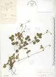 中文名:蛇莓(S027046)學名:Duchesnea indica (Andr.) Focke(S027046)