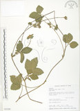 中文名:蛇莓(S032389)學名:Duchesnea indica (Andr.) Focke(S032389)