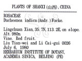 中文名:蛇莓(S035950)學名:Duchesnea indica (Andr.) Focke(S035950)