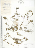 中文名:蛇莓(S037573)學名:Duchesnea indica (Andr.) Focke(S037573)