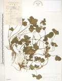中文名:蛇莓(S038913)學名:Duchesnea indica (Andr.) Focke(S038913)