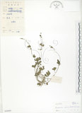 中文名:蛇莓(S044060)學名:Duchesnea indica (Andr.) Focke(S044060)