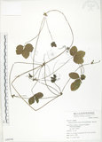 中文名:蛇莓(S049548)學名:Duchesnea indica (Andr.) Focke(S049548)