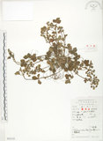 中文名:蛇莓(S052132)學名:Duchesnea indica (Andr.) Focke(S052132)