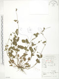 中文名:蛇莓(S053382)學名:Duchesnea indica (Andr.) Focke(S053382)