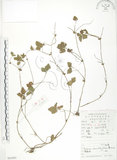 中文名:蛇莓(S053397)學名:Duchesnea indica (Andr.) Focke(S053397)