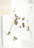 中文名:蛇莓(S055395)學名:Duchesnea indica (Andr.) Focke(S055395)