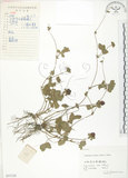 中文名:蛇莓(S057150)學名:Duchesnea indica (Andr.) Focke(S057150)