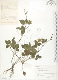 中文名:蛇莓(S057953)學名:Duchesnea indica (Andr.) Focke(S057953)
