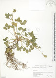 中文名:蛇莓(S058442)學名:Duchesnea indica (Andr.) Focke(S058442)