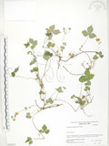 中文名:蛇莓(S058511)學名:Duchesnea indica (Andr.) Focke(S058511)