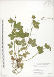 中文名:蛇莓(S058642)學名:Duchesnea indica (Andr.) Focke(S058642)