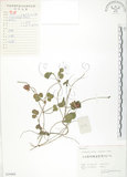 中文名:蛇莓(S059468)學名:Duchesnea indica (Andr.) Focke(S059468)