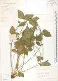 中文名:蛇莓(S059787)學名:Duchesnea indica (Andr.) Focke(S059787)