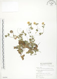 中文名:蛇莓(S064996)學名:Duchesnea indica (Andr.) Focke(S064996)