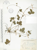 中文名:蛇莓(S065668)學名:Duchesnea indica (Andr.) Focke(S065668)